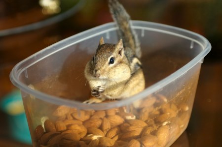 �������� ���������� (11 ����)