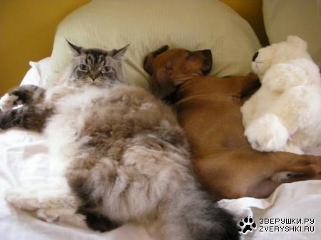 �������� ���� :)