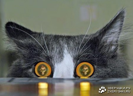 ������� ����! (8 ����������)