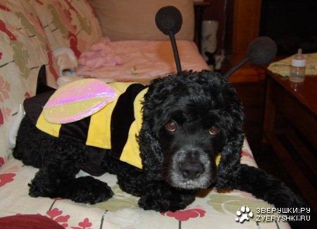 � � ������ ���� :)