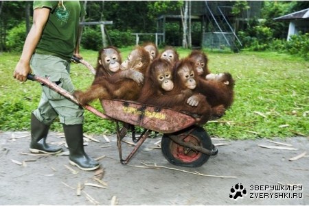 ������-����������� (4 ����)