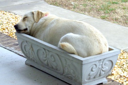 ������� �������� :)