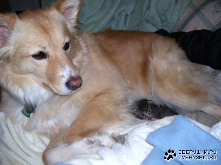 ������� ��� ���������� ������ :)