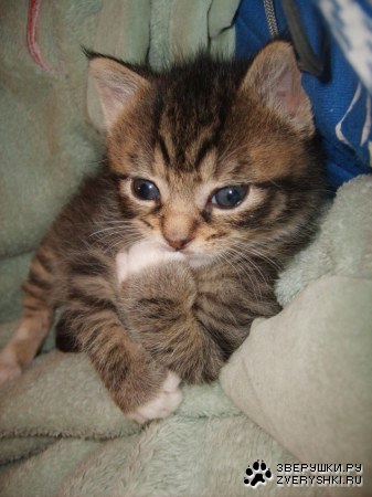 ������� ��� ���������� ������ :)