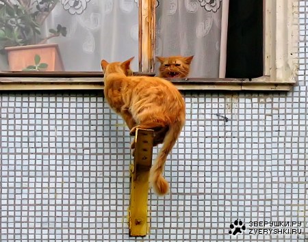 ��� �� ����� ��� ����?! :)