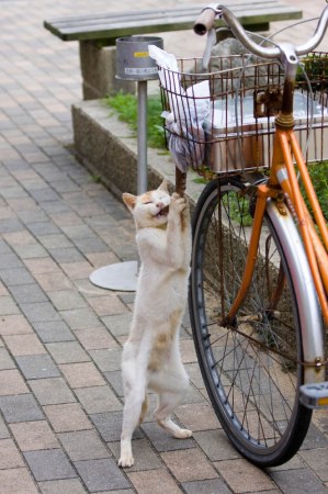 ����������� ������� (5 ����)