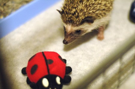 ������� ����! :)