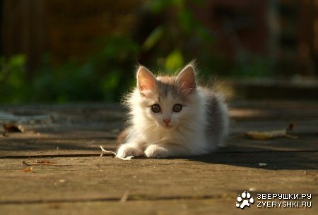 ������ ������ (12 �������� ����������)