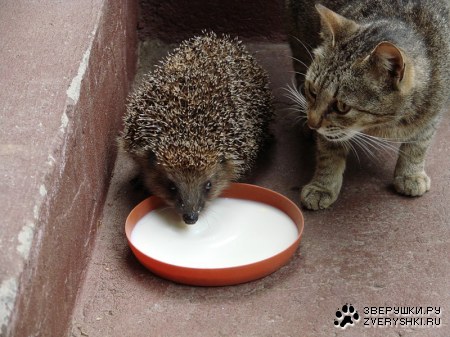 ��������-�� ������? ;)