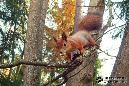 ������� �� ��������� :)