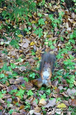 ������� �� ��������� :)