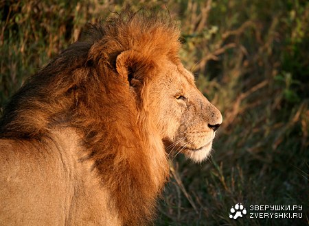 ��� ���������� ��� (10 ����������)