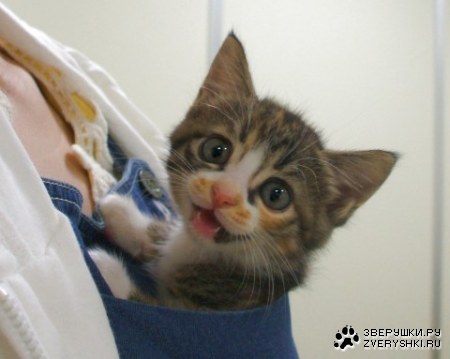 ������� :)