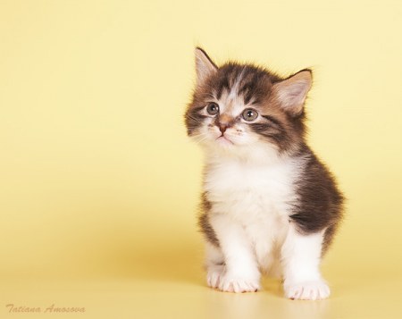 ��� ������ � �'���������? (5 ����)