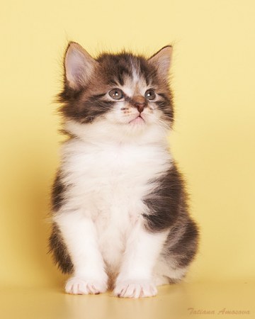 ��� ������ � �'���������? (5 ����)