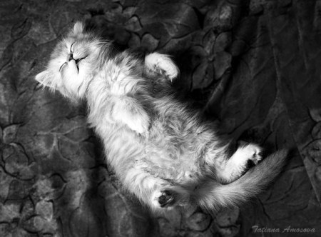 ������� ���� :)