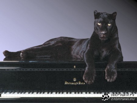 �������! (6 ����������)