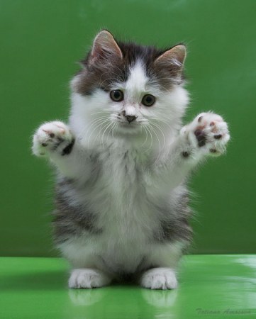 ����������� ������� (9 ����)