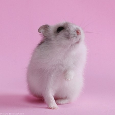 ������� ������� (12 ����)