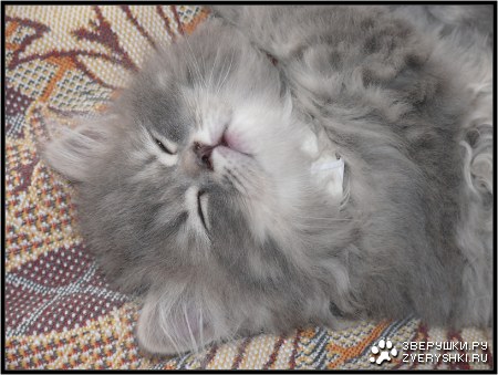 �������� ��� :)