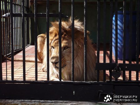 ��� � �������� �����-���������� :)