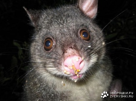 ������ �������� (11 ����������)