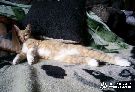 ����� (�����������)