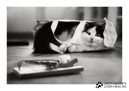 � ������ ;)