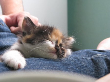 �������������� ������� ���� (5 ����)