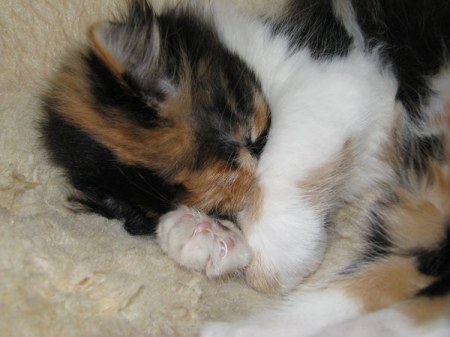 �������������� ������� ���� (5 ����)