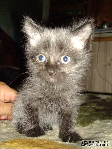 ������ � ������� :)