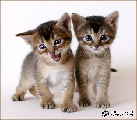 ������� � ��������� :)