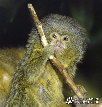 ������������ �������� (6 ����)