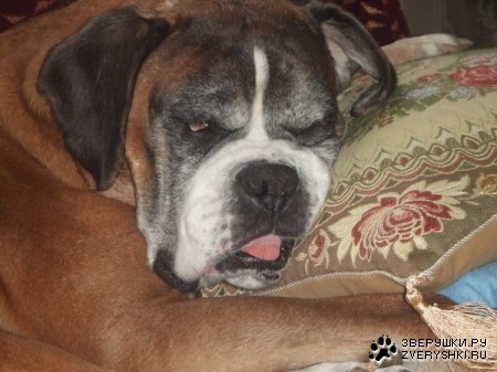 ������ �� ����� ������� (5 ����)