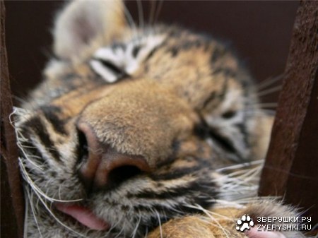 �������� (6 ����������)