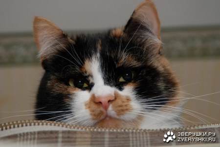 �������� :)