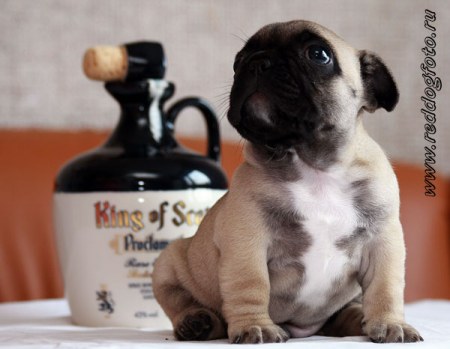 ������ ����������!