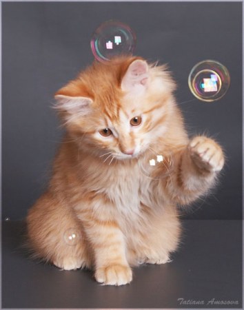 ������� �������� (5 ����������)