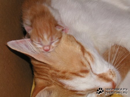 ����� ������� :)