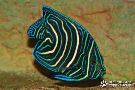 ������� ��������� (15 ����������)