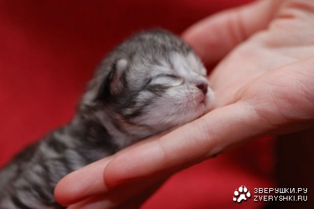 ������ ��� ����� ;)