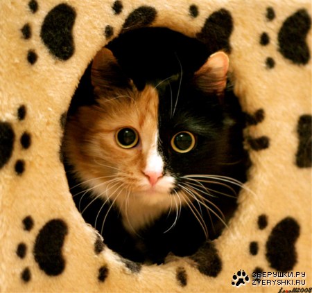 �������� ��� ���! :)