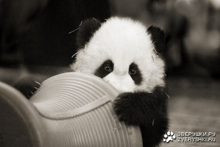 �������������� ����� (9 ����)