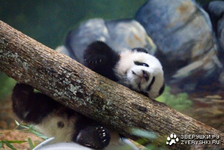 �������������� ����� (9 ����)