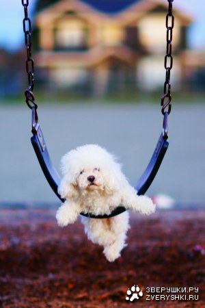 ����� ������� (5 ����������)