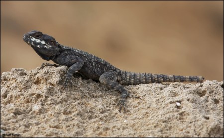 �������!