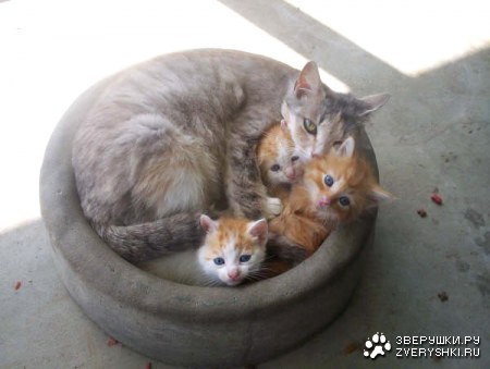 �������� ������� :)