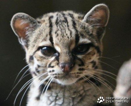 ������ (6 ����)