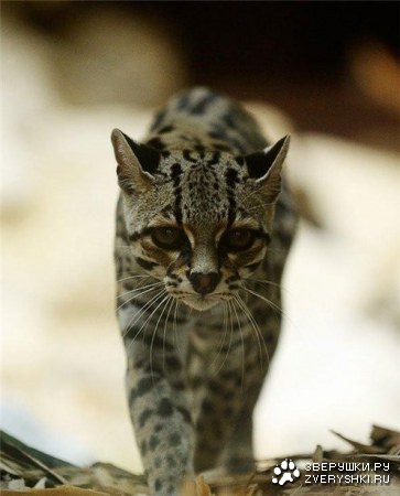 ������ (6 ����)