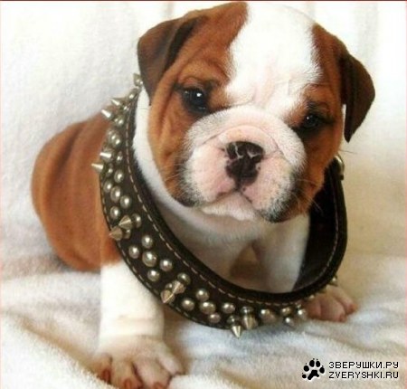 �� ������ :)